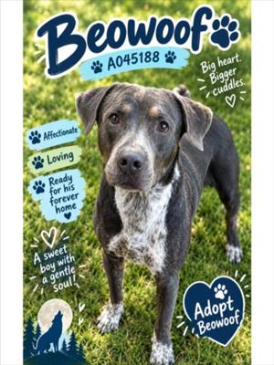 BEOWOOF, Pit Bull Terrier, young, available for adoption