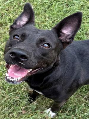 AMELIA, Pit Bull Terrier, adult, available for adoption
