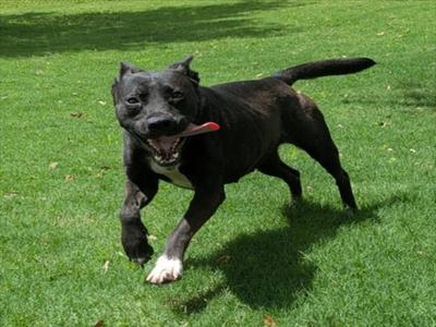 AMELIA, Pit Bull Terrier, adult, available for adoption