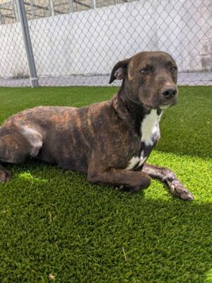 BONBON, Pit Bull Terrier, young, available for adoption