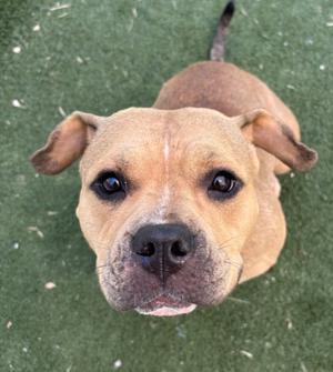 CROUTON, American Pit Bull Terrier, adult, available for adoption