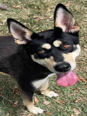 EMBER, Australian Kelpie, adult, available for adoption