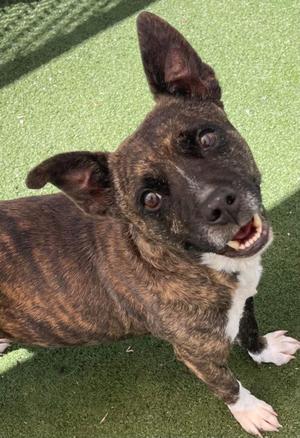 COOKIE, American Pit Bull Terrier, adult, available for adoption