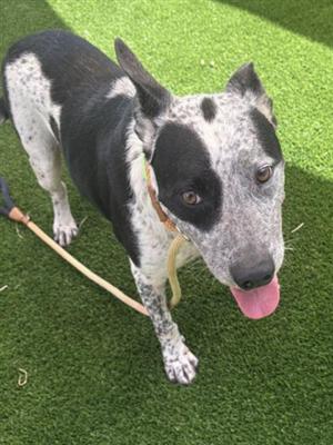 CAT, Australian Cattle Dog/Blue Heeler, senior, available for adoption