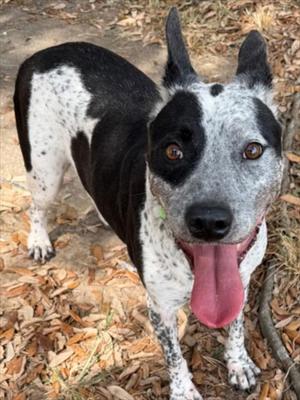 CAT, Australian Cattle Dog/Blue Heeler, senior, available for adoption