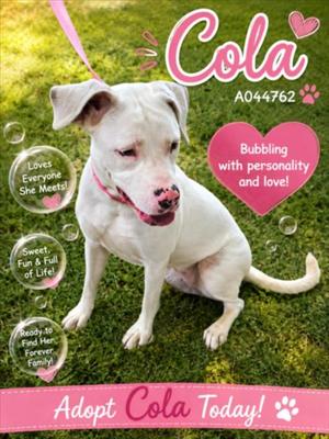 COLA, Pit Bull Terrier, young, available for adoption