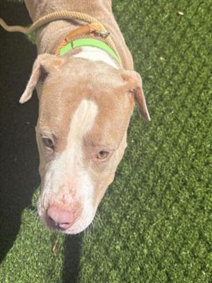 BUTTERS, Pit Bull Terrier, adult, available for adoption