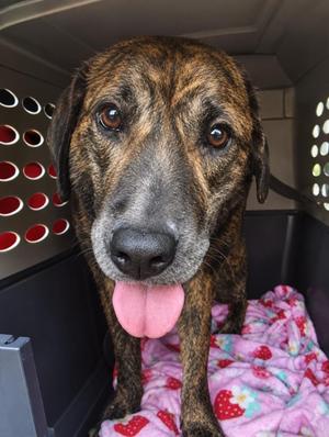 Kbar, Boxer / Mixed Breed, young, available for adoption