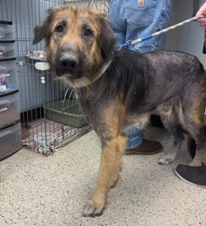 A german shepherd mix dog with patchy fur is standing on a leash in what appears to be a veterinary clinic or shelter.