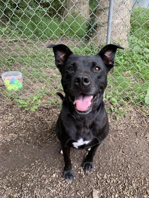 Cornelia, Labrador Retriever / Mixed Breed, adult, available for adoption
