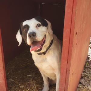 A white dog with black patches on its face and ears is sitting inside a red wooden structure, possibly a doghouse, with straw on the ground. The dog is wearing a black collar and has its mouth open, showing its tongue.