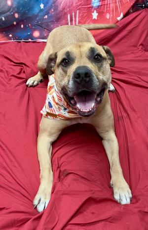 Harlem FKA Clay, Pit Bull Terrier, adult, available for adoption