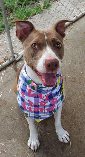 A brown and white dog wearing a blue and white checkered bandana with pink text.