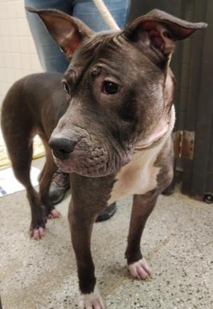 Expresso, Pit Bull Terrier / Chow Chow, adult, available for adoption