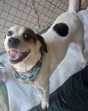 Layla, Beagle / Labrador Retriever, young, available for adoption