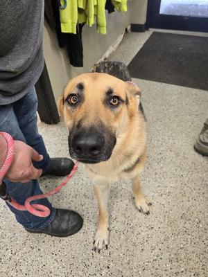 manny 2, German Shepherd Dog, young, available for adoption