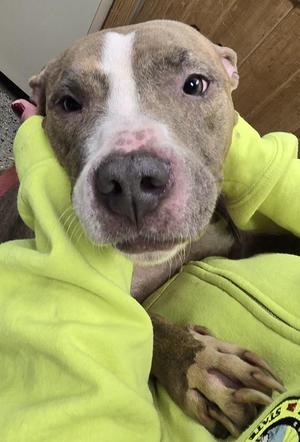 Nala 2, Pit Bull Terrier, young, available for adoption