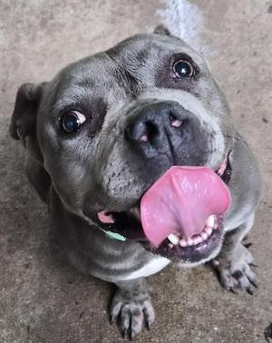 A gray dog with a black nose and a pink tongue sticking out, looking up at the camera.