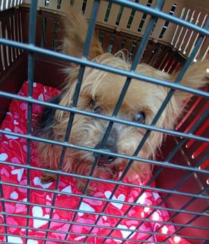 Marina, Yorkshire Terrier, senior, available for adoption