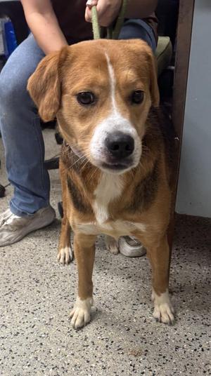 Maggie May, Beagle, adult, available for adoption