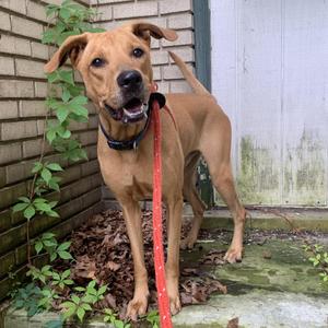 Jeffrey, Labrador Retriever / Rhodesian Ridgeback, adult, available for adoption