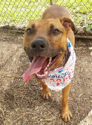 a brown dog wearing a bandana with a festive design, standing outdoors on a dirt ground with a chain-link fence in the background