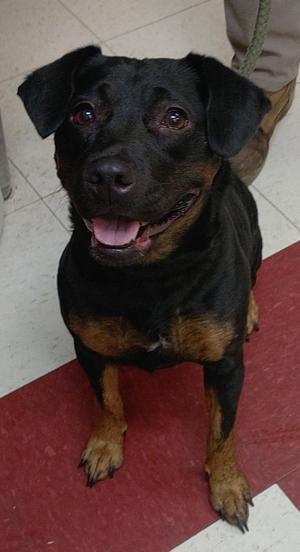 Breezy, Terrier / Labrador Retriever, young, available for adoption