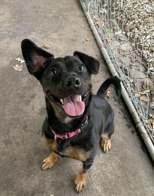 Breezy, Terrier / Labrador Retriever, young, available for adoption
