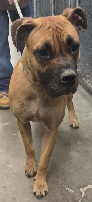 A brown dog with a black muzzle and floppy ears standing on a concrete surface.