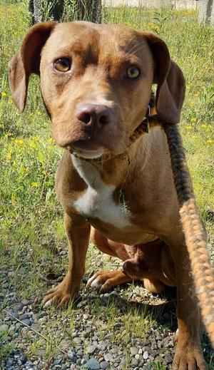 Crawdad, Labrador Retriever / Mixed Breed, puppy, available for adoption