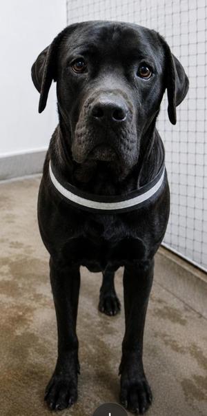 Bugatti, Cane Corso, young, available for adoption