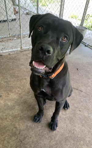 Bugatti, Cane Corso, young, available for adoption
