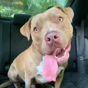 Alfie, Labrador Retriever / Mixed Breed, adult, available for adoption