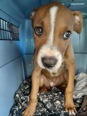 Mouse, Pit Bull Terrier / Labrador Retriever, puppy, available for adoption