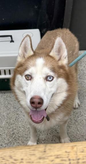 A brown and white husky dog with blue eyes, standing on a concrete floor, wearing a green leash.