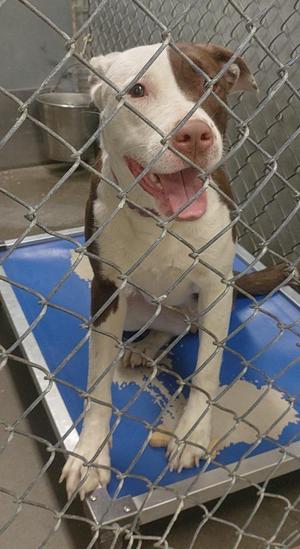 A brown and white dog sitting behind a chain-link fence.