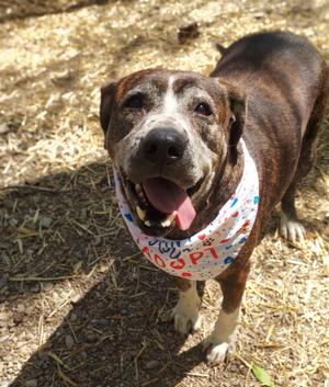 Buck aka Burbles, Boxer / Pointer, adult, available for adoption