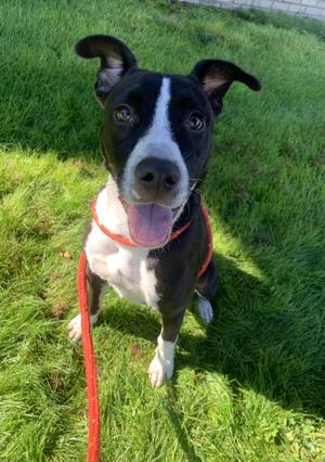 Asonia, Labrador Retriever / Mixed Breed, young, available for adoption