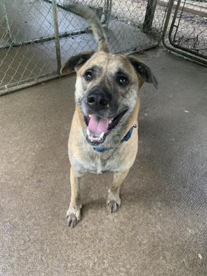 A happy dog with a brown and black coat, wearing a blue collar, standing in a fenced area with its mouth open and tongue out.