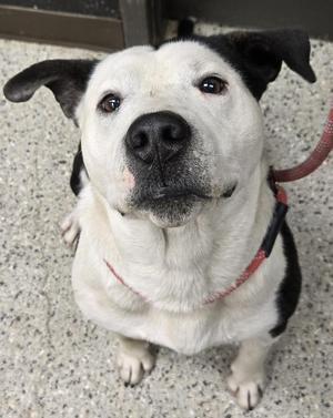 A close-up, high-angle shot of a black and white dog sitting and looking up at the camera. The dog has a red leash attached to its collar.