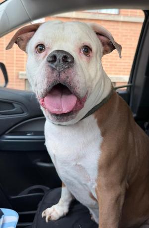 Diesel, Pit Bull Terrier / Mixed Breed, senior, available for adoption