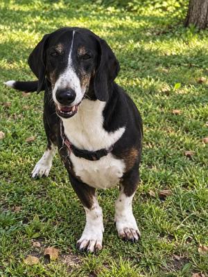 Dottie, Dachshund, senior, available for adoption