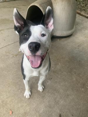 A black and white dog with perked ears and a pink tongue, standing on a concrete surface.