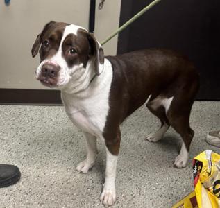 Maple aka Athena, Labrador Retriever / Mixed Breed, young, available for adoption