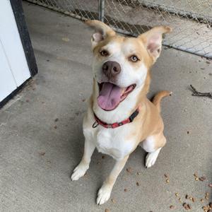 A happy dog with a red collar sitting on a concrete surface.