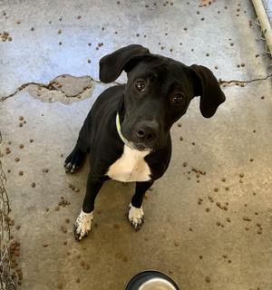 Bizkit, Labrador Retriever / Mixed Breed, young, available for adoption