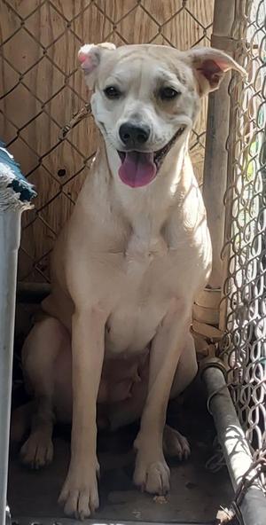 A light-colored dog with its tongue out is sitting inside a kennel.