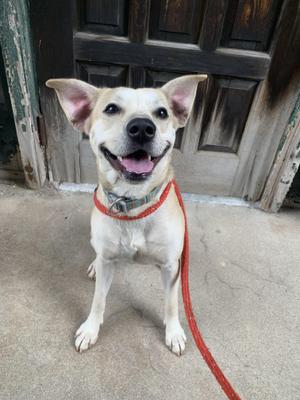 A happy dog with a red leash sitting on a concrete floor in front of a wooden door.
