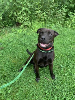 Bubba James, Pit Bull Terrier, young, available for adoption