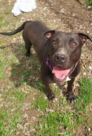 A black dog with a purple collar standing on grass, looking up at the camera with its tongue out.
